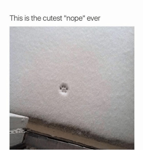 this-is-the-cutest-nope-ever-5457814