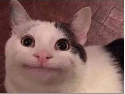 calico cat grimacing
