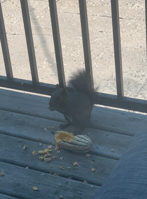 Squirrel eating squash