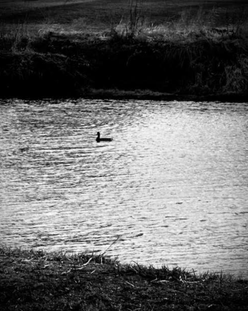 black and white photo of a single duck floating on a choppy river. 