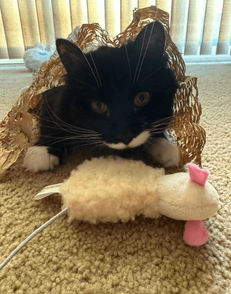 black and white cat laying under a piece of perforated brown packing paper. a cream and pink mouse is laying in front of her