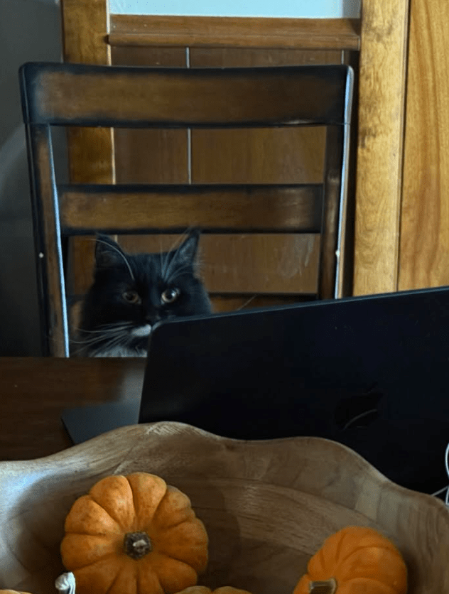 tuxedo cat sitting on chair in front of black laptop.  small pumpkin gourds in foreground.