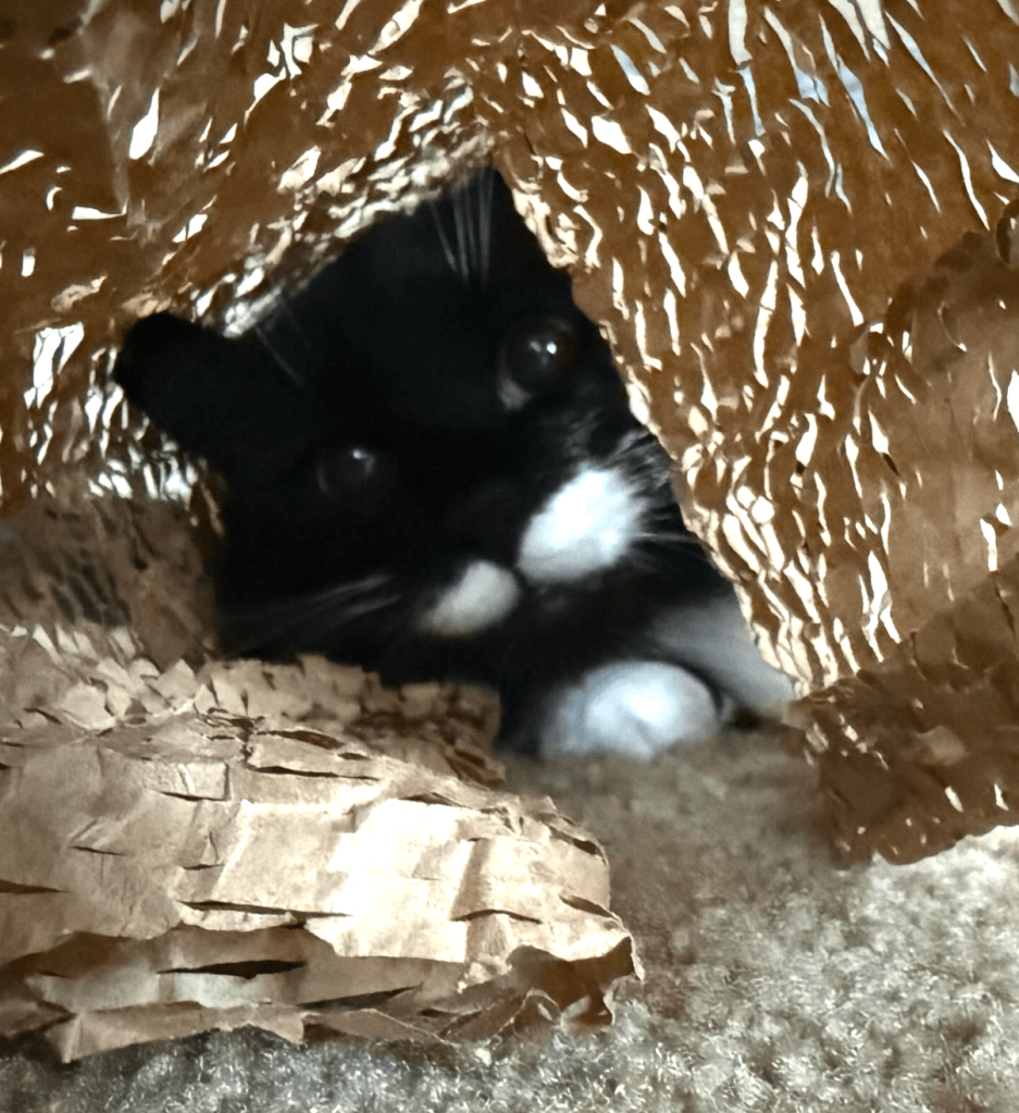 tuxedo cat hiding under piece of brown perforated paper. face is visible along with her two front white paws.