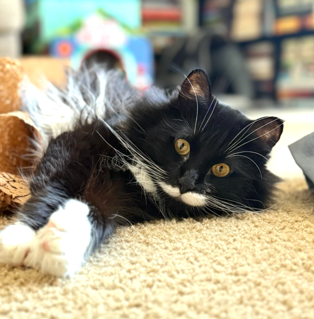 black and white tuxedo cat lying on the floor staring into the camera. amber eyes, brown carpet