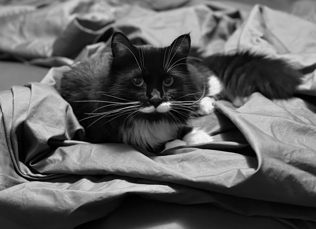 black and white tuxedo cat lying on crumpled up grey bed sheets (Yeah, she was "helping" me make the bed.)