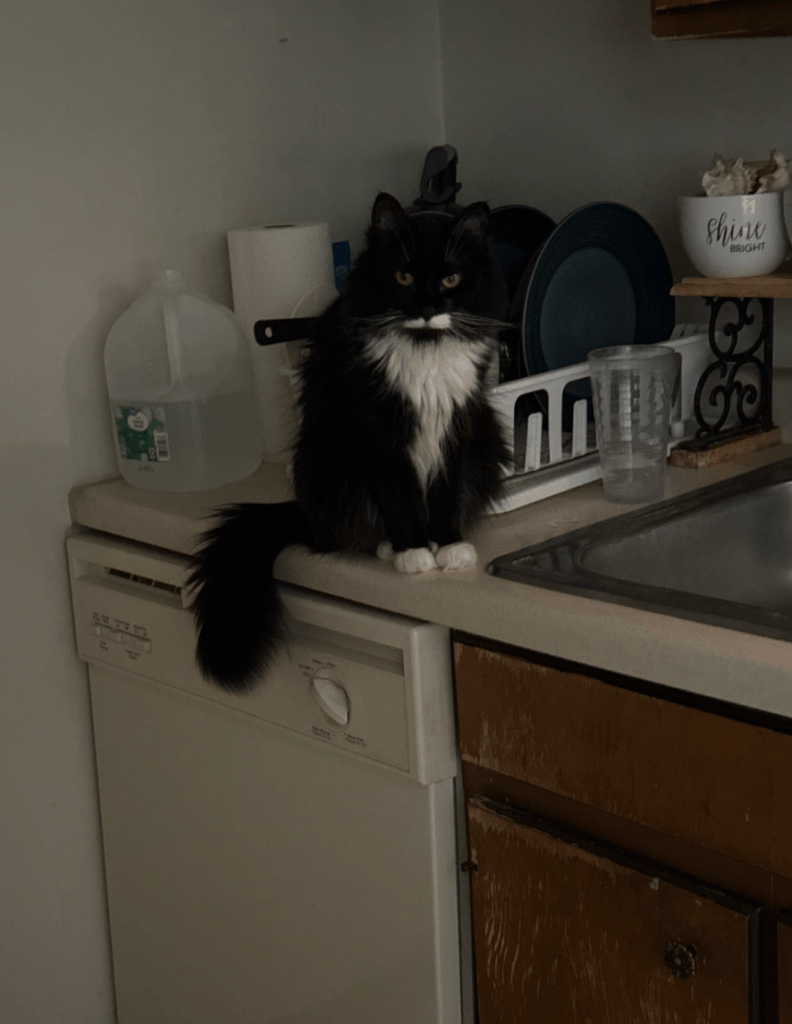 Picture of tuxedo cat sitting on counter near the sink and strainer