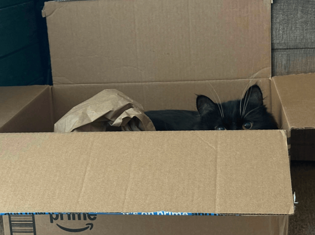tuxedo cat peeking over the edge of an amazon cardboard box